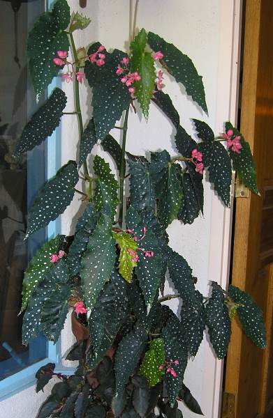 B. ‘Talynn Flaherty’
